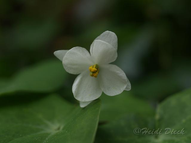 Epimedium diphyllum3.JPG